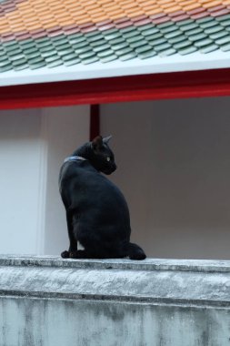 Tasmalı kısa saçlı siyah bir kedi taş bir çitin üzerinde oturuyor..