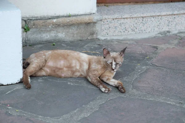 Carino Gatto Dorme Sul Pavimento Pietra — Foto Stock