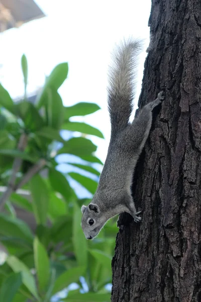 Curious Gray Squirrel Climbs Tree Trunk Royalty Free Stock Photos