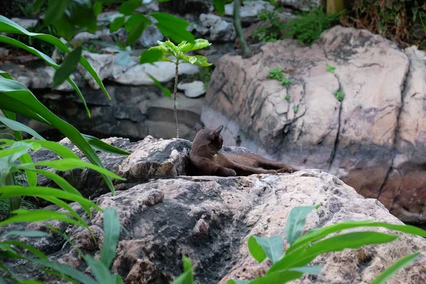 Tropikal Bir Bahçede Bir Taşın Üzerinde Dinlenen Sevimli Siyah Kedi — Stok fotoğraf