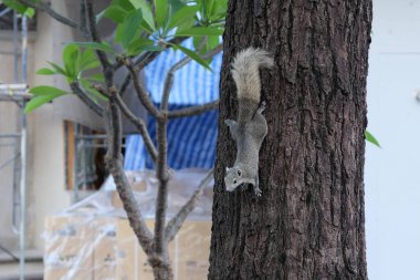 Meraklı bir gri sincap ağaç gövdesine tırmanıyor..