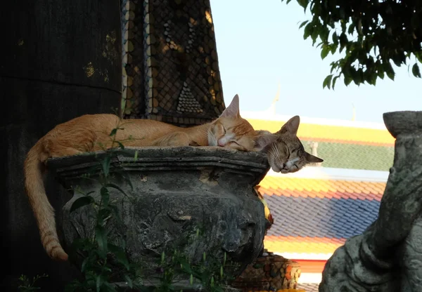 Verschillende Rode Katten Rusten Bij Stenen Sculpturen Het Park — Stockfoto