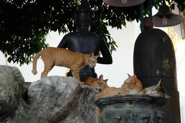 Parkban Több Vörös Macska Pihen Kőszobrok Közelében — Stock Fotó
