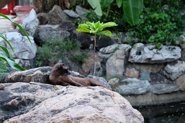 Tropikal Bir Bahçede Bir Taşın Üzerinde Dinlenen Sevimli Siyah Kedi — Stok fotoğraf