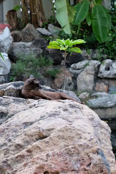 Tropikal Bir Bahçede Bir Taşın Üzerinde Dinlenen Sevimli Siyah Kedi — Stok fotoğraf