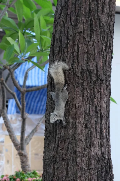 Curious Gray Squirrel Climbs Tree Trunk — Stock Photo, Image