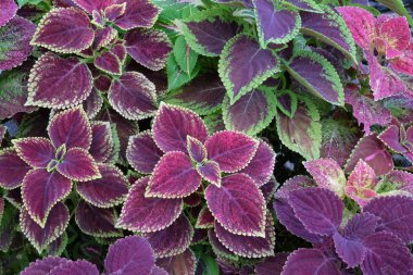 Kırmızı yaprakları ve açık yeşil renkleri olan bir bitki. Çiçek arka planı.