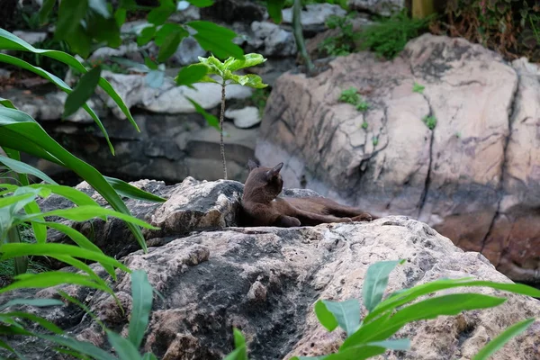 Tropikal Bir Bahçede Bir Taşın Üzerinde Dinlenen Sevimli Siyah Kedi — Stok fotoğraf