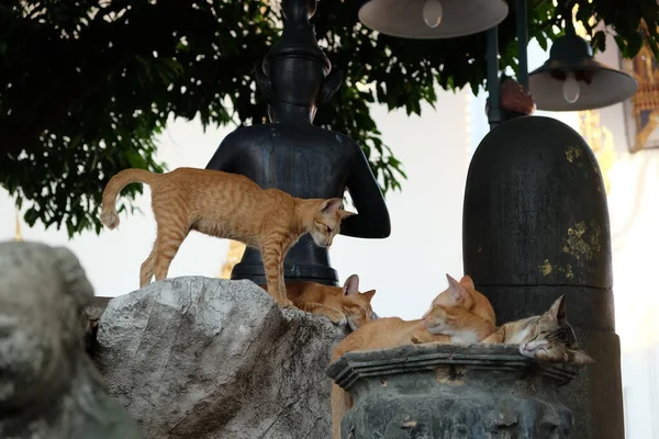 Vários Gatos Vermelhos Estão Descansando Perto Das Esculturas Pedra Parque — Fotografia de Stock