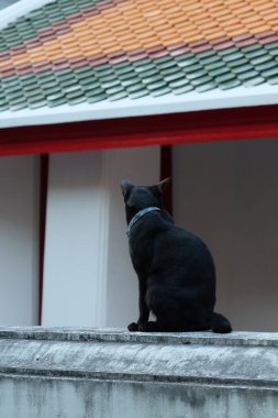 Tasmalı kısa saçlı siyah bir kedi taş bir çitin üzerinde oturuyor..