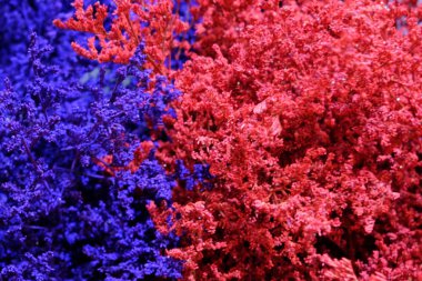 Arka planda pembe ve mavi bitkiler var. Bitkiler canlı renklerle doludur..