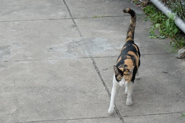 Gato Com Pele Três Cores Está Andando Longo Calçada — Fotografia de Stock