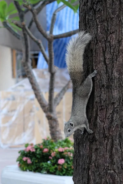 A curious gray squirrel climbs a tree trunk.