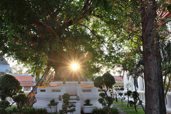 Petit Autel Bouddhiste Près Arbre Les Rayons Soleil Brillent Travers — Photo