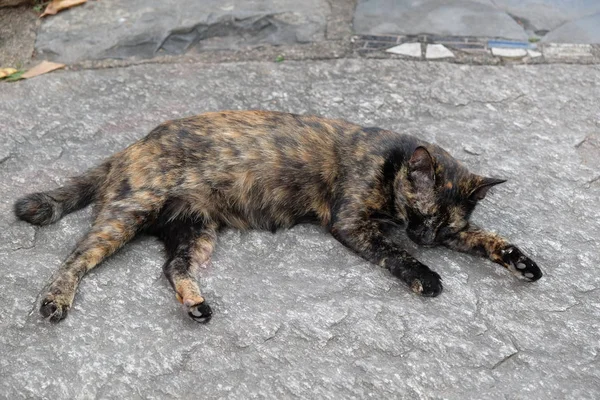 Egy Háromszínű Bundás Macska Fekszik Kőpadlón — Stock Fotó