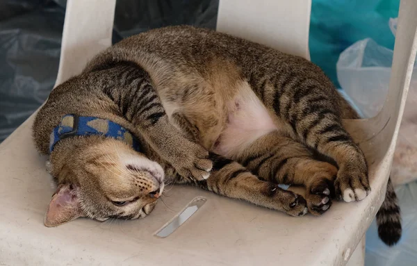 Gato Cinza Tocante Colarinho Azul Está Uma Cadeira Plástico Branco — Fotografia de Stock