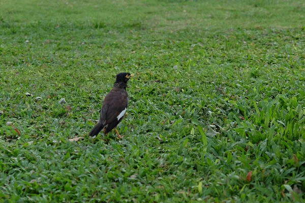 Pequeno Pássaro Preto Gramado Verde — Fotografia de Stock