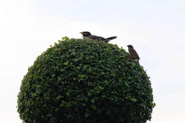 Dva Ptáčci Sedící Ozdobném Stromě Proti Obloze — Stock fotografie