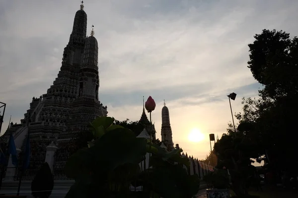 Kwiat Lotosu Rośnie Pobliżu Świątyni Wat Arun Wieczorem — Zdjęcie stockowe