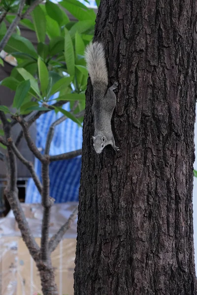 Esquilo Cinzento Curioso Sobe Tronco Árvore — Fotografia de Stock