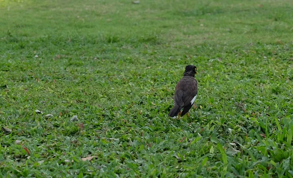 Yeşil Çimenlikteki Küçük Siyah Kuş — Stok fotoğraf