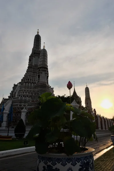 Fleur Lotus Pousse Près Temple Wat Arun Dans Soirée — Photo