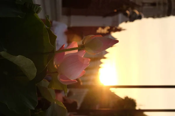 Sun Sets Pink Lotus Buds Rays Setting Sun Shine Foliage — Stock Photo, Image