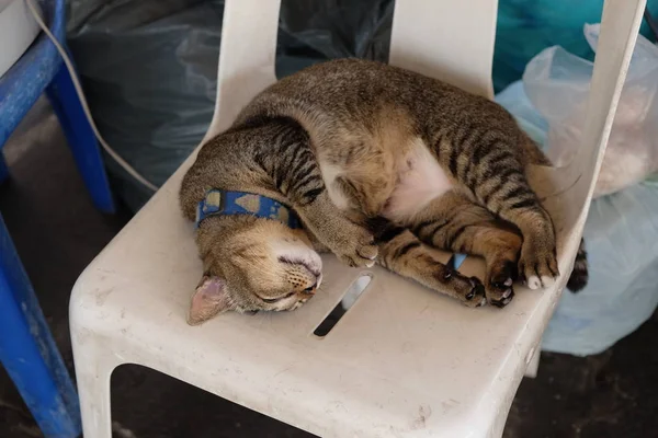 Gato Cinza Tocante Colarinho Azul Está Uma Cadeira Plástico Branco — Fotografia de Stock