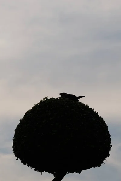 Osamělý Pták Sedí Ozdobném Stromě Proti Obloze — Stock fotografie