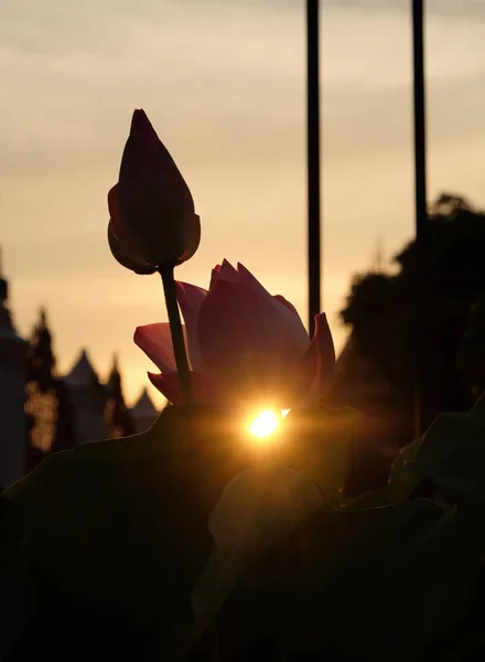 The sun sets behind the pink lotus buds. The rays of the setting sun shine through the foliage.