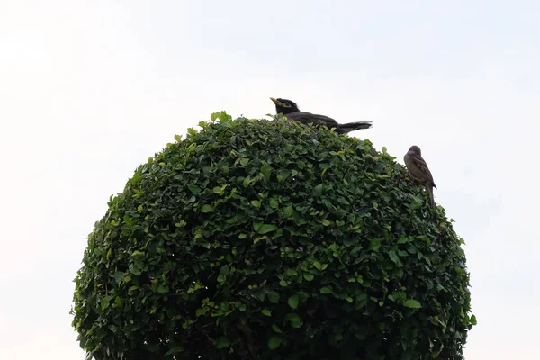 Dos Pajaritos Sentados Árbol Decorativo Contra Cielo — Foto de Stock