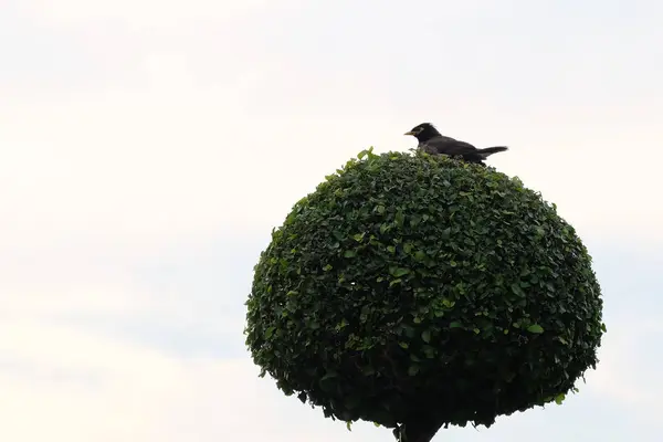 Pássaro Solitário Senta Uma Árvore Decorativa Contra Céu — Fotografia de Stock
