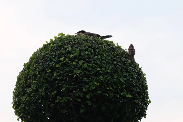 Two Little Birds Sitting Decorative Tree Sky — Stock Photo, Image