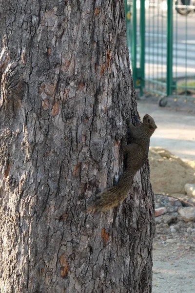 A little squirrel is climbing a tree trunk.