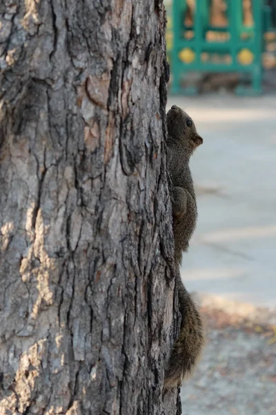 Little Squirrel Climbing Tree Trunk — Stock Photo, Image