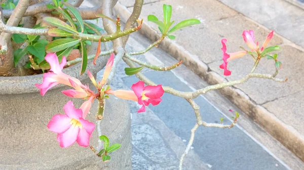 Ένα Κλαδί Από Όμορφα Τροπικά Λουλούδια Ροζ Χρώματος — Φωτογραφία Αρχείου