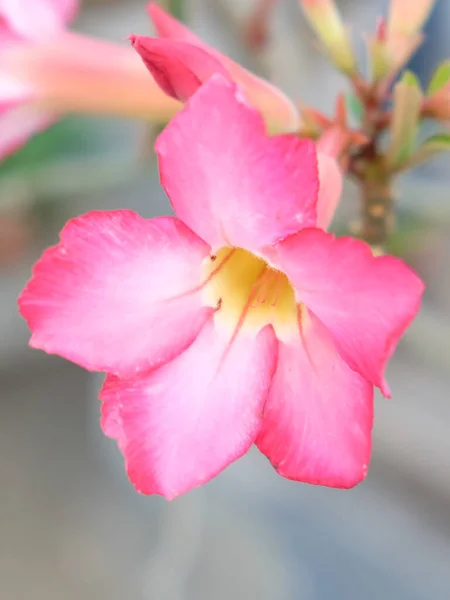 Gyönyörű Trópusi Virág Rózsaszín Színű Közelkép — Stock Fotó