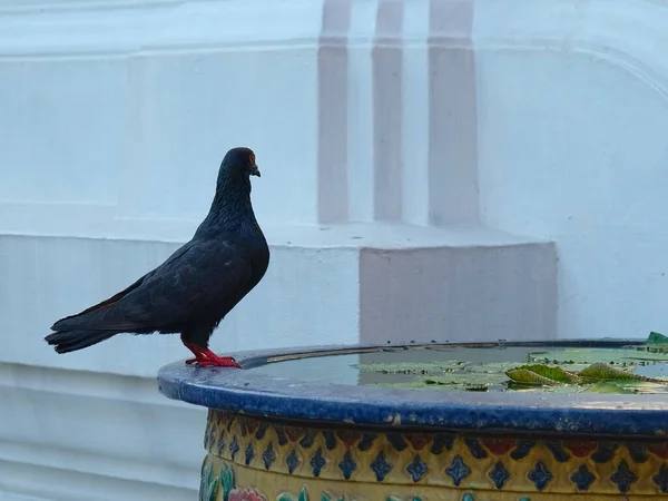 Black Red Footed Dove Stands Edge Small Reservoir Filled Water — 스톡 사진