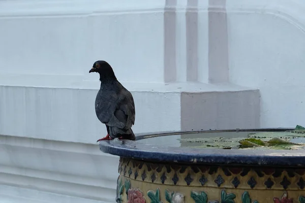 Black Red Footed Dove Stands Edge Small Reservoir Filled Water — 스톡 사진