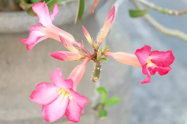 Větev Krásných Tropických Květin Růžové Barvy — Stock fotografie