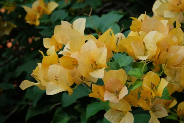 Inflorescencia Hermosas Flores Amarillas Tropicales Primer Plano —  Fotos de Stock