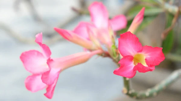 粉红的热带美丽花朵的分枝 — 图库照片