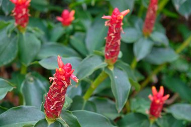 Kostus kırmızısını ekin (Latince. Costus igneus) Doğal ışıkta yakın çekim. Çiçek arkaplan. Tayland.