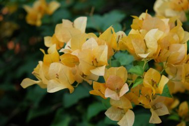 Güzel tropikal sarı çiçeklerin enfeksiyonu. Yakın plan..