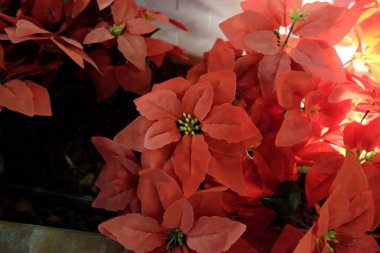 Parlak pembe renkli güzel bitkiler..