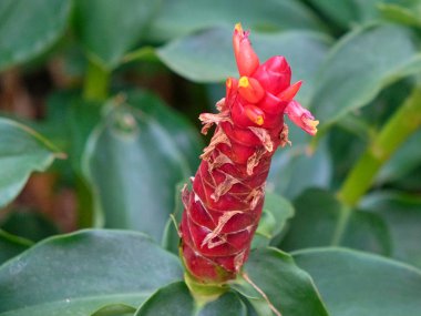 Bitki Kostus kırmızı (Latince. Costus igneus) doğal ışıkta yakın çekim. Tayland.