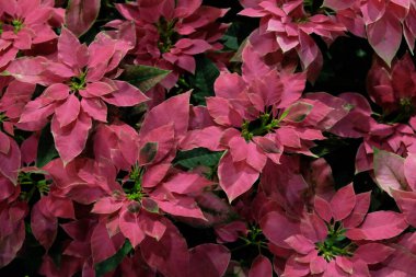 Arkaplan olarak parlak pembe yapraklı bitkiler. Çiçek arka planı.