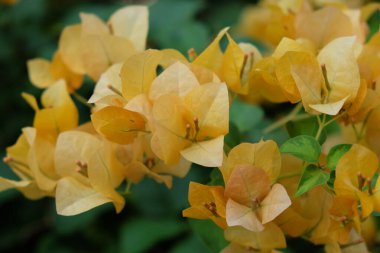Güzel tropikal sarı çiçeklerin enfeksiyonu. Yakın plan..