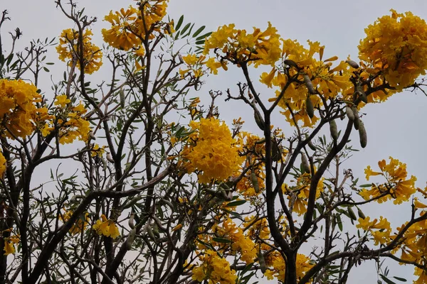 Sok Sárga Virág Virágzik Faágakon Gyönyörű Nagy Virágok — Stock Fotó