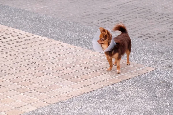 Lustiger Kleiner Hund Halsband Kopf Vor Kratzern — Stockfoto